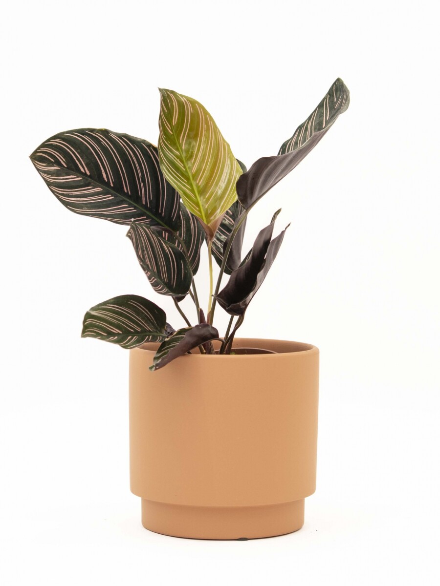CALATHEA CON MACETA CERAMICA TERRACOTA