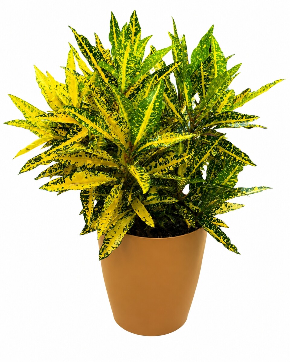 CROTON AMARILLO EN MACETA - OCHRE 