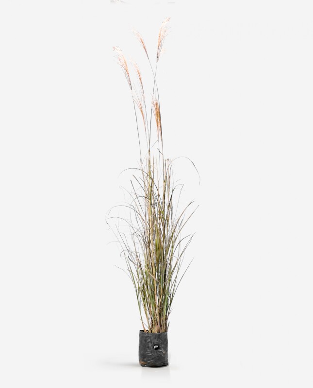 Miscanthus Sinensis XL - H: 1.4m Miscanthus Sinensis XL - H: 1.4m