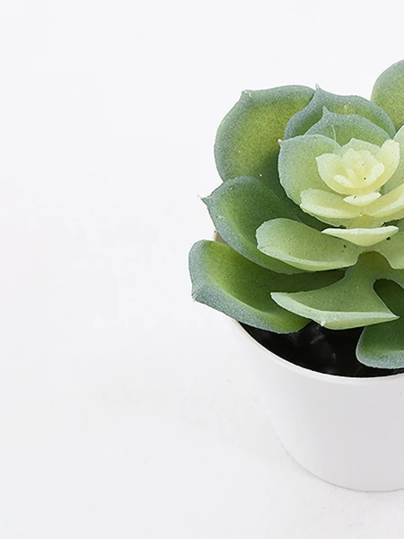 SUCULENTA PHYTUM VERDE