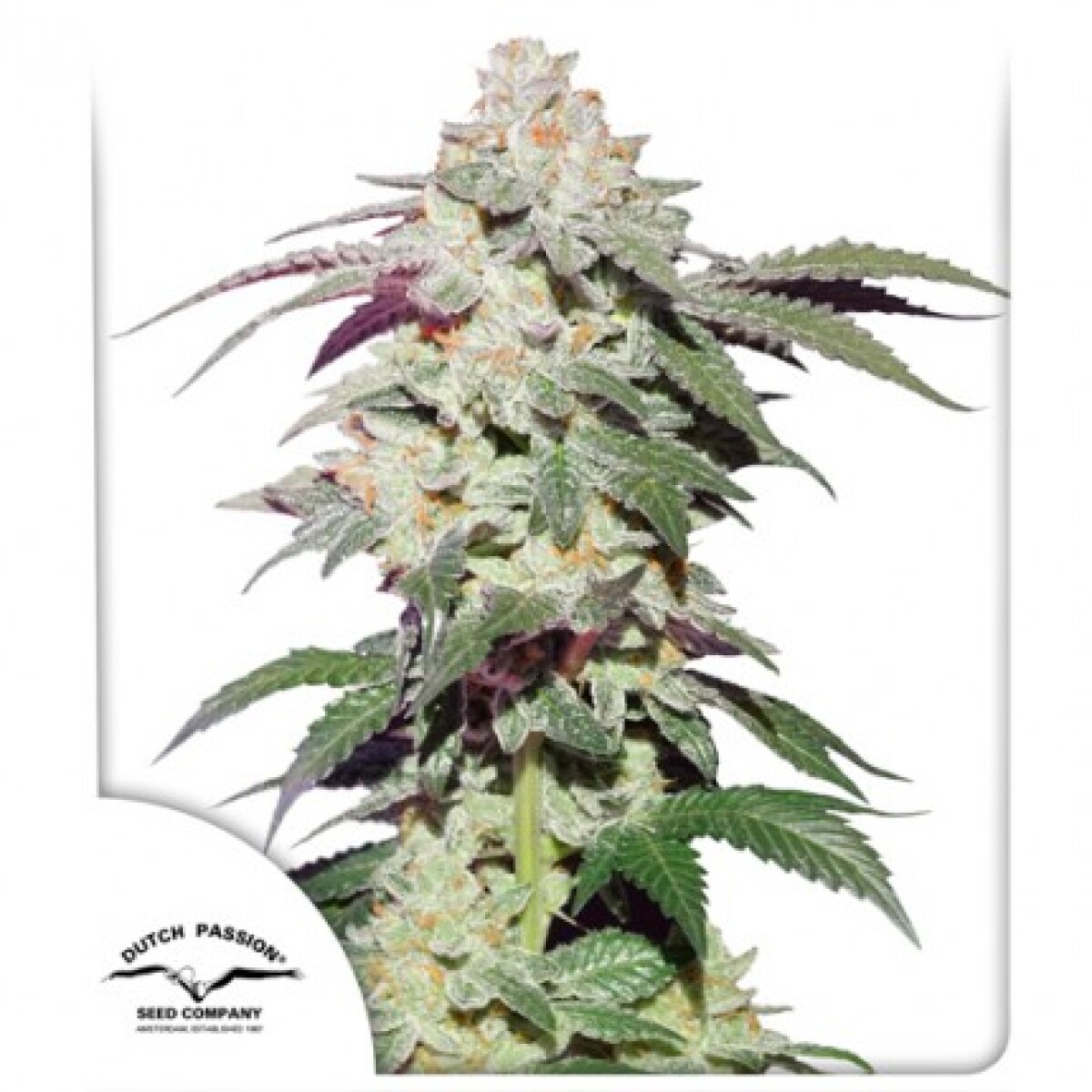 FEM - SKYWALKER HAZE® X3 UNIDADES 