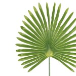 HOJA DE PALMA VERDE 59x3x103CM HOJA DE PALMA VERDE 59x3x103CM
