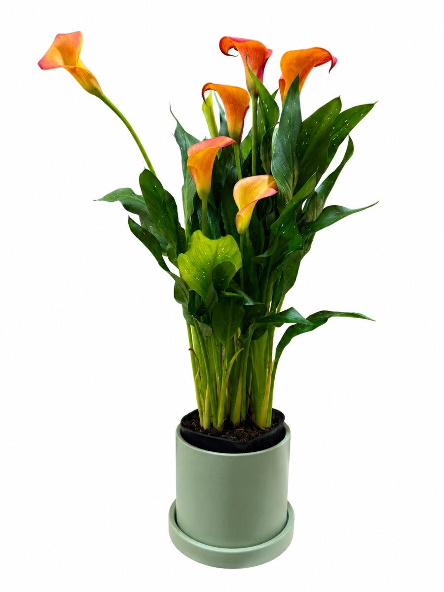 CALAS NARANJA EN MACETA CERAMICA - VERDE 