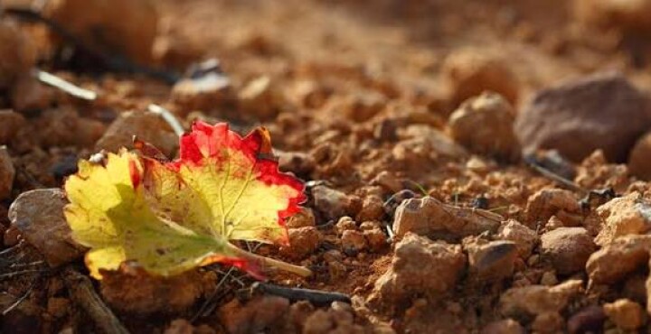 Cepas y Terroirs