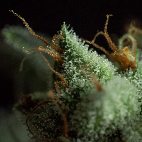 G.O.S - Pack x 5 G.O.S - Pack x 5