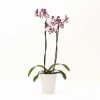 ORQUIDEA CON PORTA MACETA BLANCO