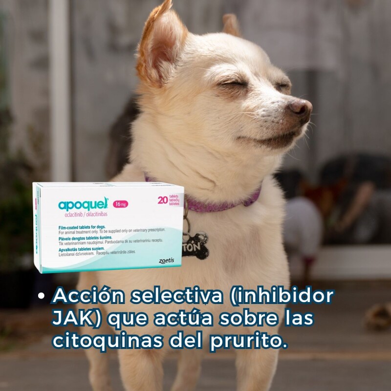 APOQUEL 16 MGS CAJA 20 COMPRIMIDOS APOQUEL 16 MGS CAJA 20 COMPRIMIDOS