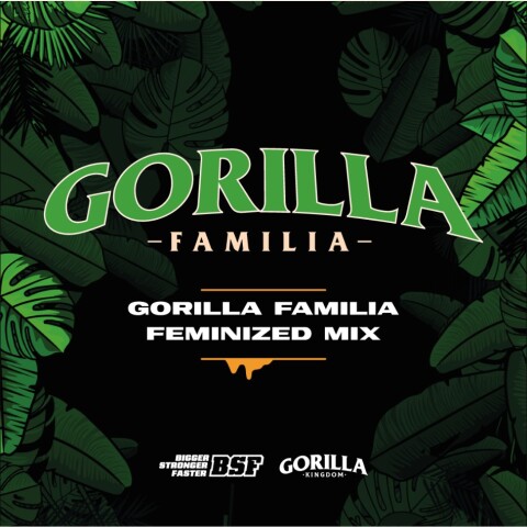 GORILLA FAMILIA FEMINIZED MIX - X12 UNIDADES GORILLA FAMILIA FEMINIZED MIX - X12 UNIDADES