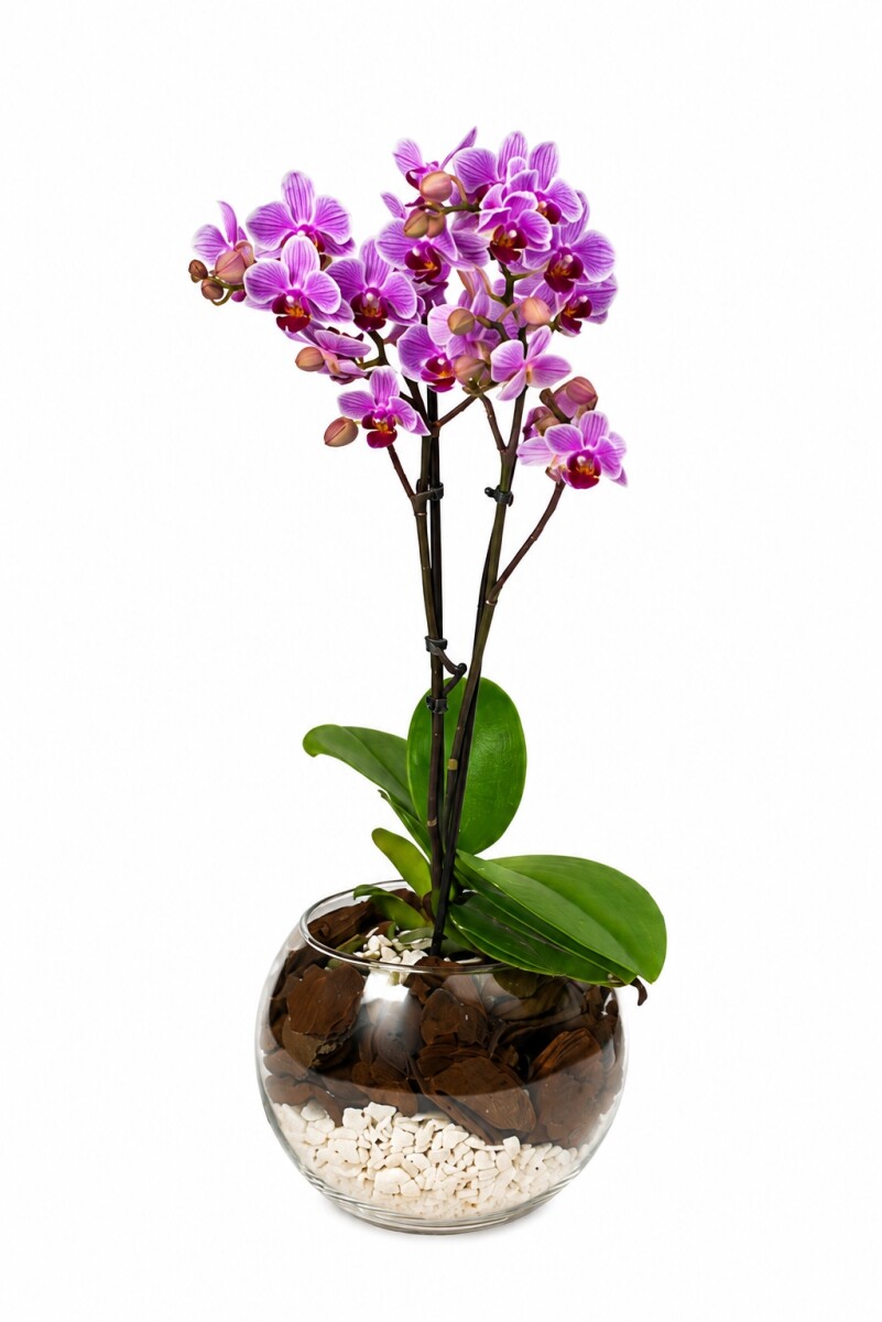 ORQUIDEA MINI EN BOWL 