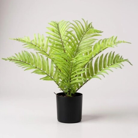 Maceta Con Planta Hoja De Palmera Maceta Con Planta Hoja De Palmera