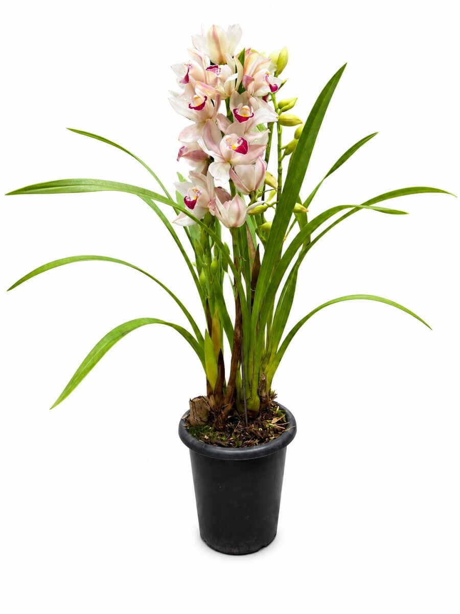 ORQUIDEA CYMBIDIUM ORQUIDEA CYMBIDIUM