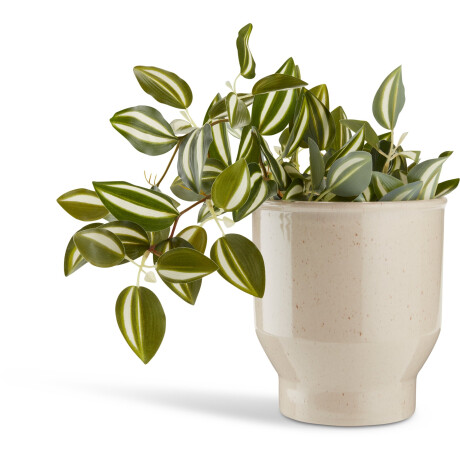 Planta Artificial Asgar A24Cm Verde