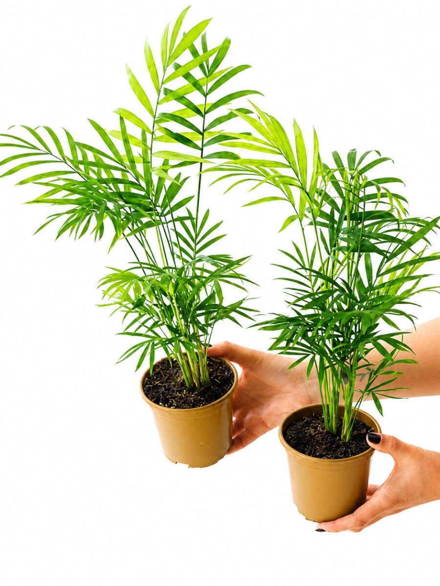 PALMERA CHAMADOREA MINI PALMERA CHAMADOREA MINI