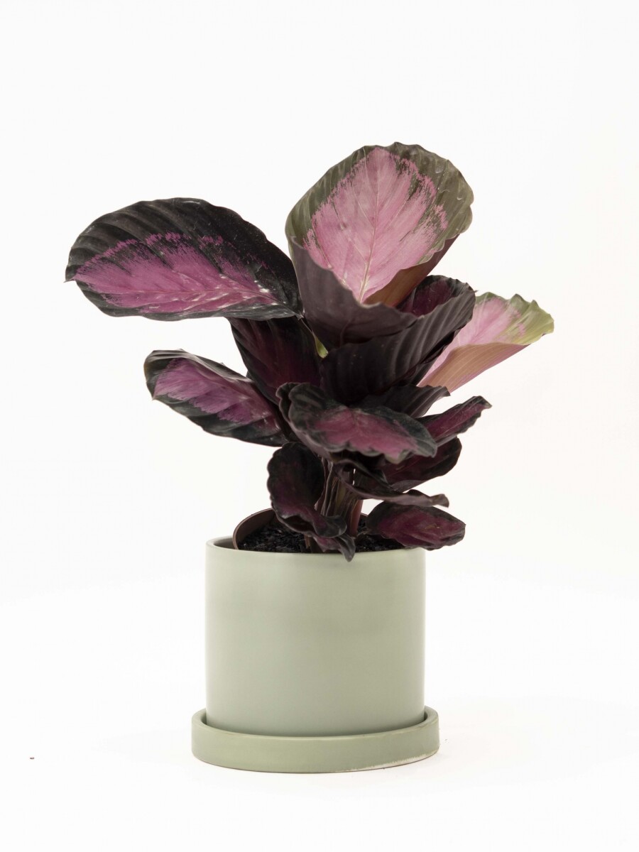 CALATHEA CON MACETA CERAMICA CON PLATO VERDE AGUA