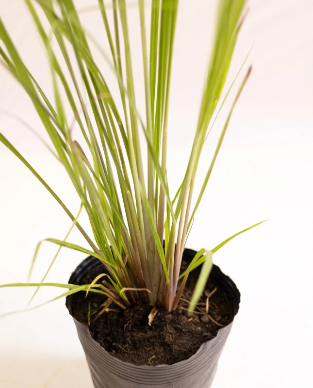 Paspalum Haumanii M - H: 90cm