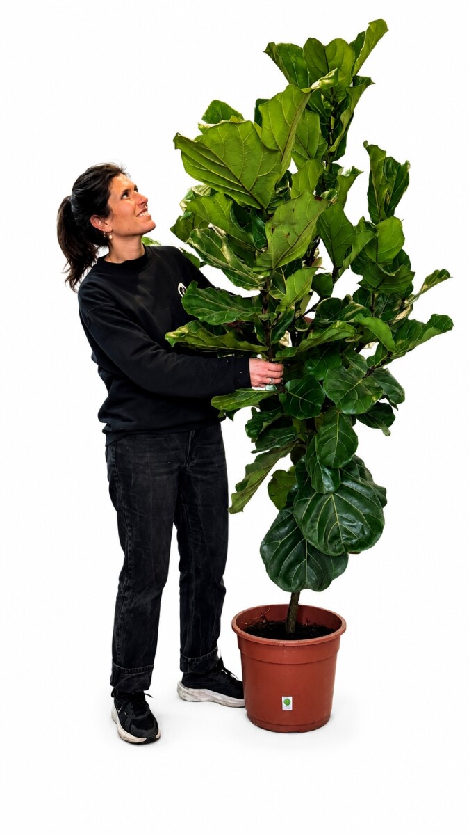 FICUS LYRATA XXL HOJA GRANDE 2,00 MTS APROX 