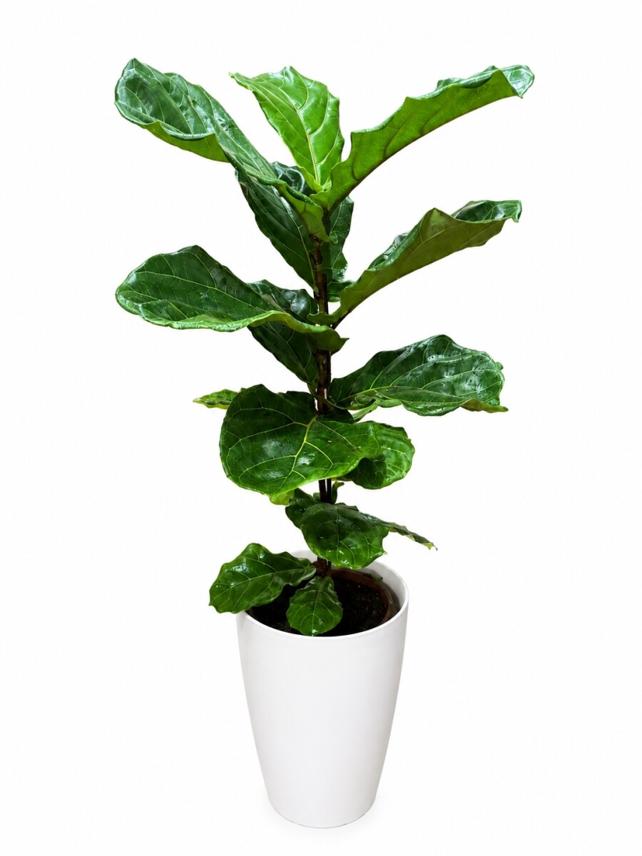 FICUS LYRATA HOJA GRANDE EN MACETA CONICA BLNACA 