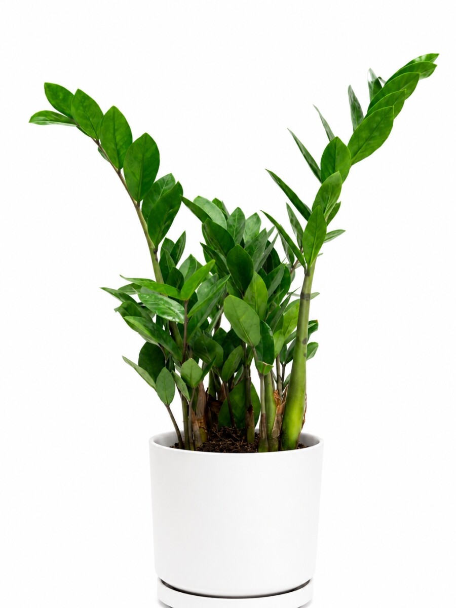 ZAMIOCULCA EN MACETA CERAMICA BLANCA