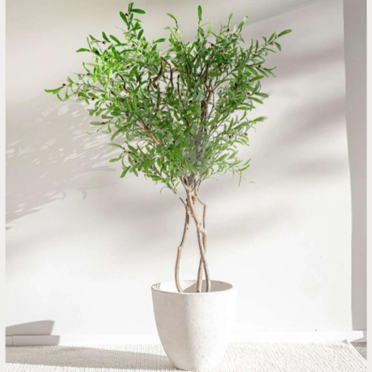 Planta/Olivo 2.00 M 