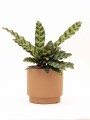 CALATHEA CON MACETA CERAMICA TERRACOTA