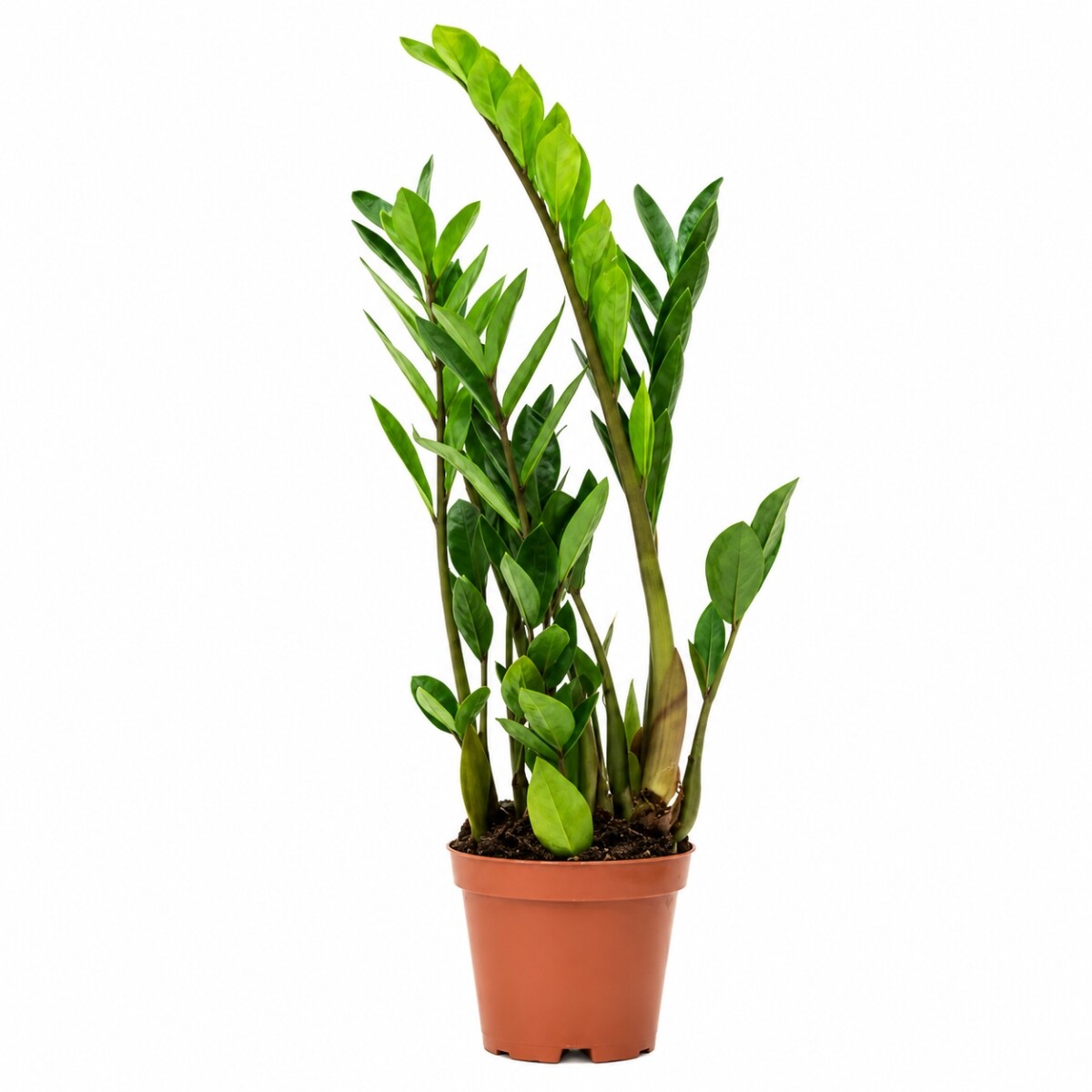 ZAMIOCULCA MINI 
