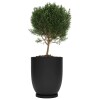 Macetero Copa 40 Negro c/ Plato Alto 40cm x 47cm Diam Boca, 25lts Macetero Copa 40 Negro c/ Plato Alto 40cm x 47cm Diam Boca, 25lts