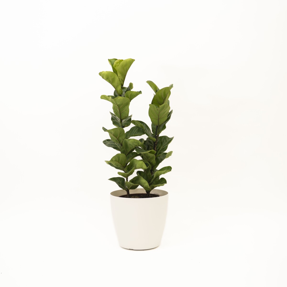FICUS LYRATA 2 RAMAS CON PORTAMACETA PLASTICO - COLOR BLANCO BRILLO 