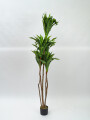 Planta Dracaena Fragrans Color Unico