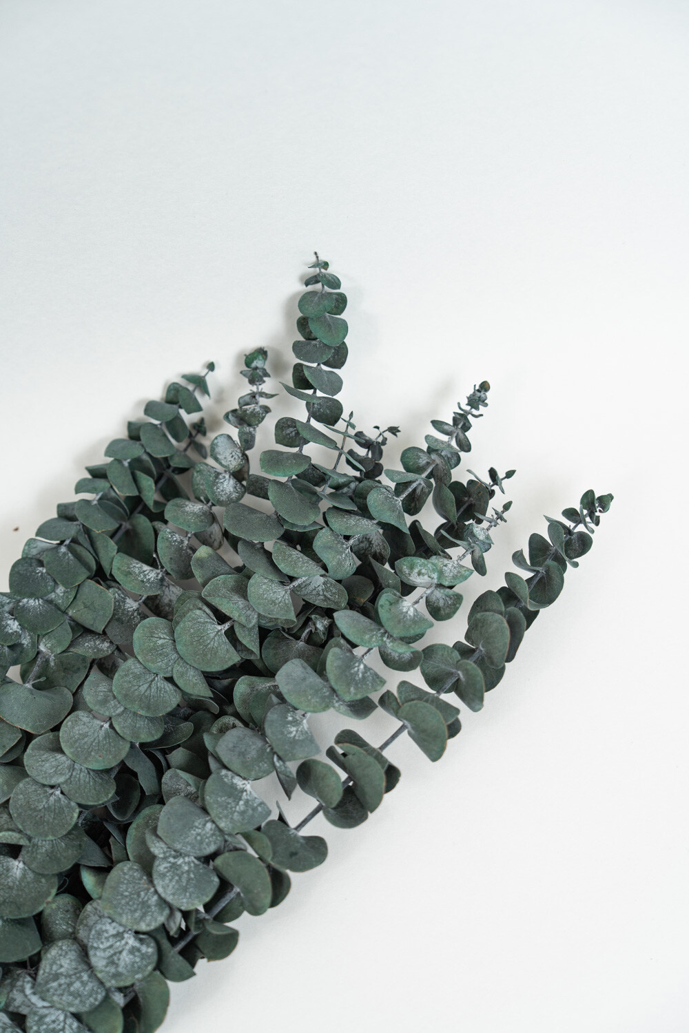 Deco Floral Hojas De Eucalipto Color Unico