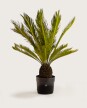 Palmera Cyca M