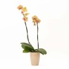ORQUIDEA CON PORTA MACETA ROSA
