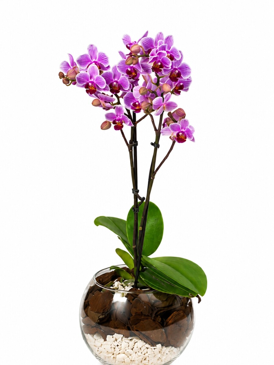ORQUIDEA MINI EN BOWL ORQUIDEA MINI EN BOWL