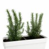 JARDINERA CON ROMEROS BLANCA