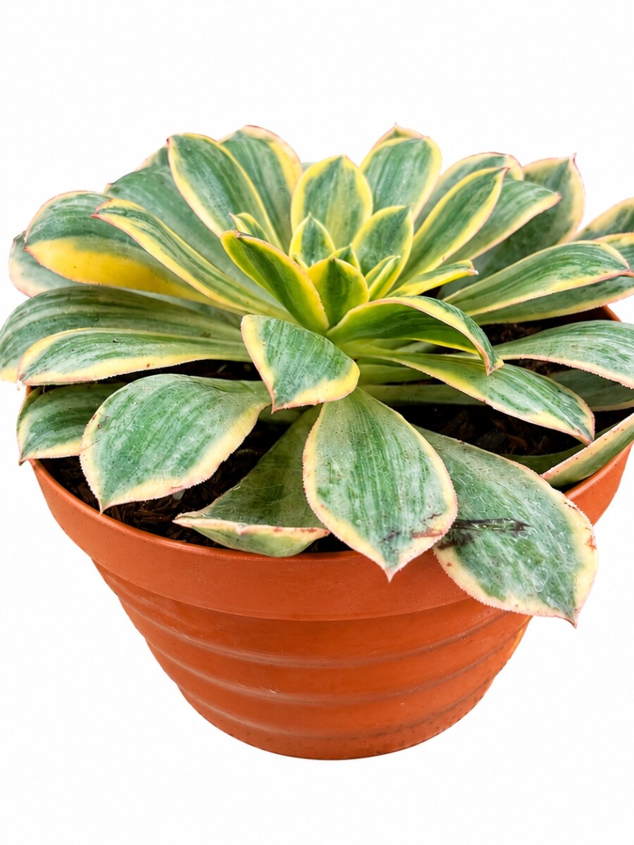 SUCULENTA L AEONIUM AMARILLO SUCULENTA L AEONIUM AMARILLO