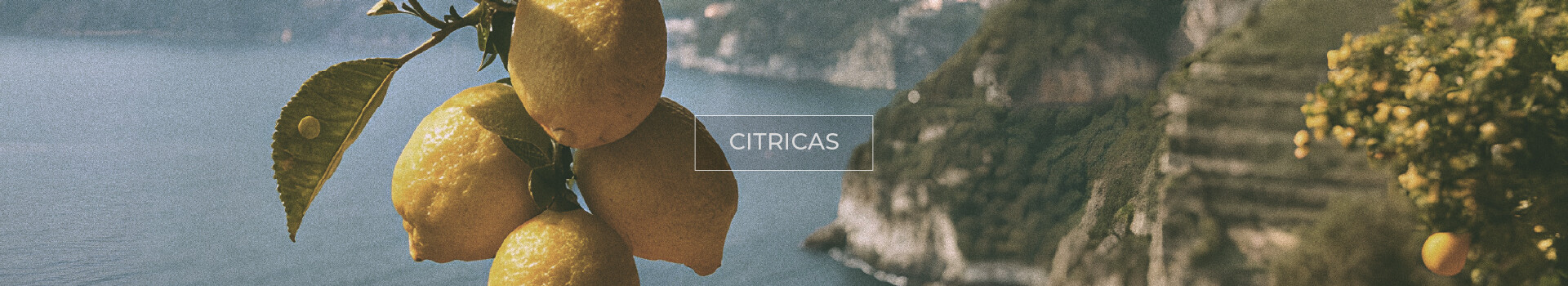 Listado de Productos - Cítricas