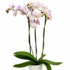 ORQUÍDEA MINI CON MACETA BLANCA