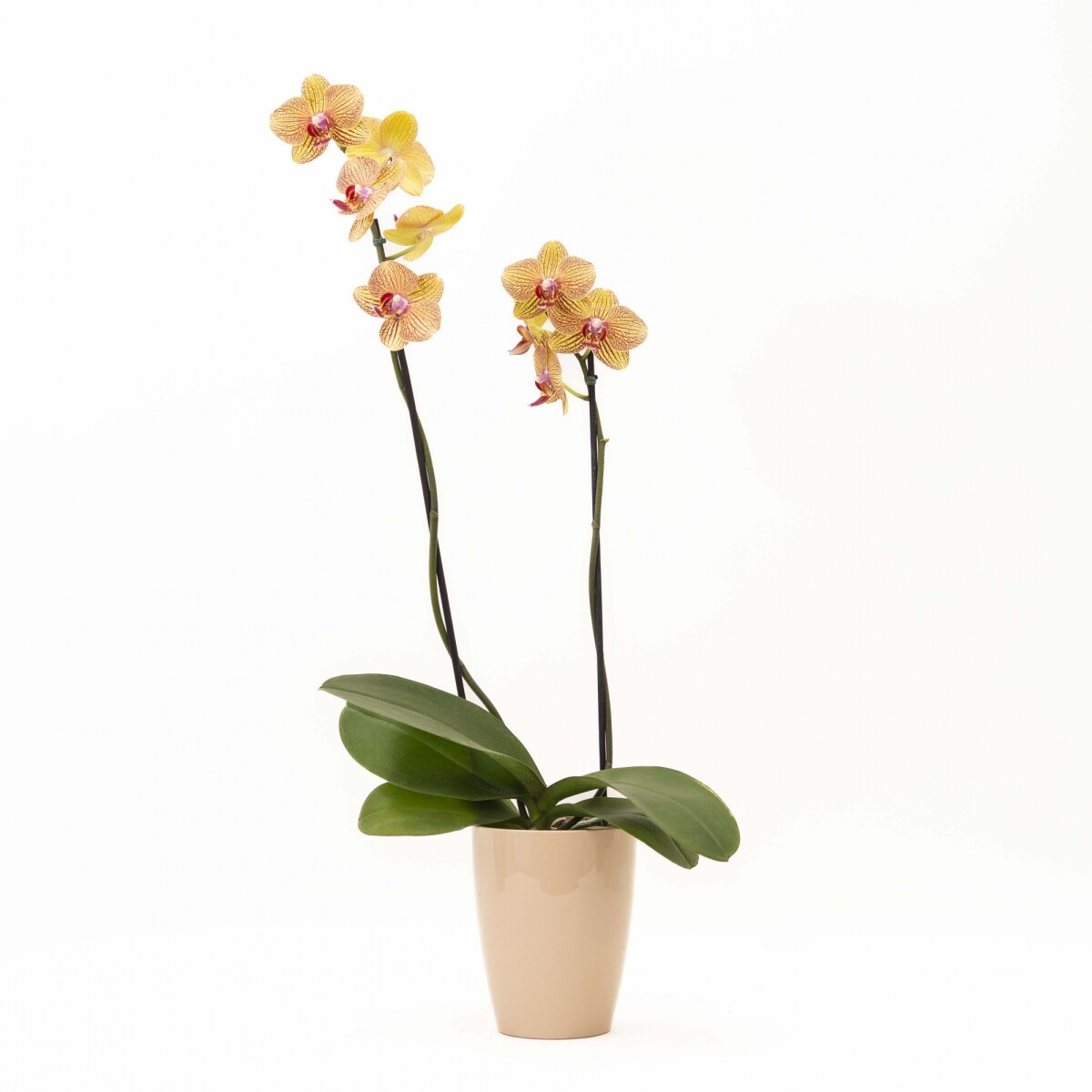 ORQUIDEA - CON PORTA MACETA ROSA 
