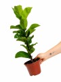 FICUS LYRATA BABY FICUS LYRATA BABY