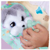 Perro Cachorro Baby Paws Husky siberiano