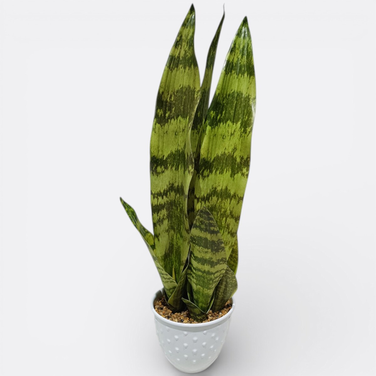 Espada de San Jorge Artificial Grande 