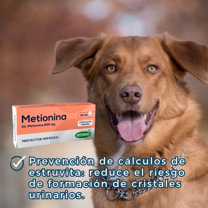 METIONINA X CAJA DE 30 COMPRIMIDOS METIONINA X CAJA DE 30 COMPRIMIDOS