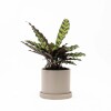 CALATHEA CON MACETA CERAMICA CON PLATO GRIS