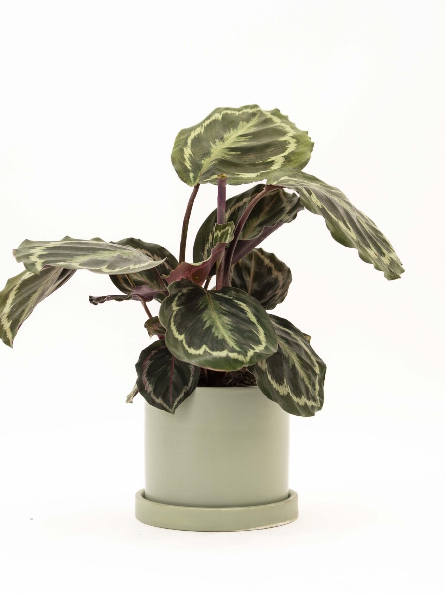 CALATHEA CON MACETA CERAMICA CON PLATO VERDE AGUA