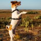 Arnes H de paseo Cachorreiros Black Talle M