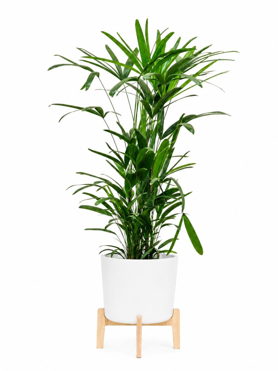 PALMERA RAPHIS CON MACETA MINIMALISTA Y SOPORTE PALMERA RAPHIS CON MACETA MINIMALISTA Y SOPORTE