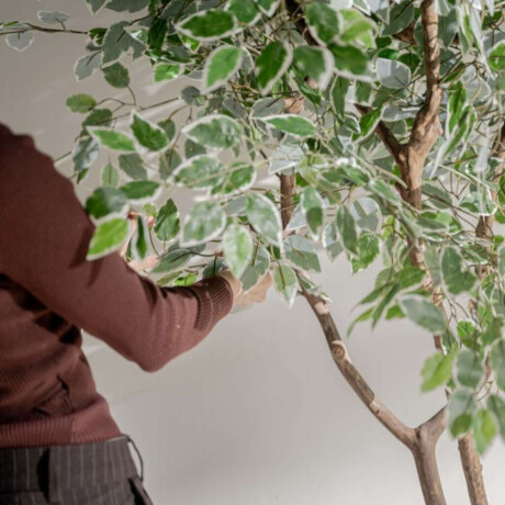 Planta/Ficus Varigata 1.75 M