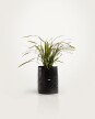 Liriope Verde - H: 30cm