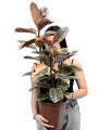 FICUS ELASTICA (GOMERO) VARIEGADO ROSADO (RUBY) L VARIAS RAMAS FICUS ELASTICA (GOMERO) VARIEGADO ROSADO (RUBY) L VARIAS RAMAS