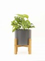 MONSTERA ADANSONII CON MACETA CERAMICA GRIS OSCURA CON SOPORTE