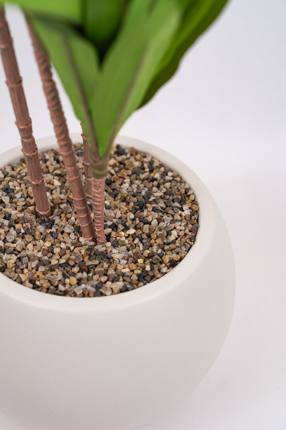 Planta Clavel Color Unico